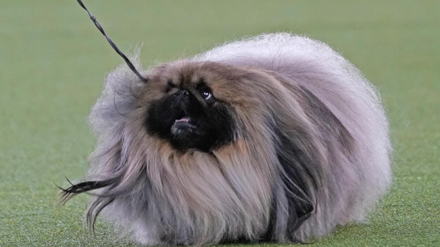 Pekingese hair clearance
